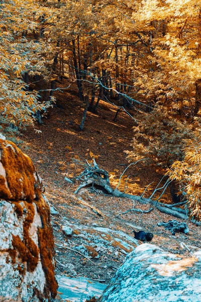 Forêt de châtaigniers d'automne en Espagne avec des couleurs chaudes — Photo