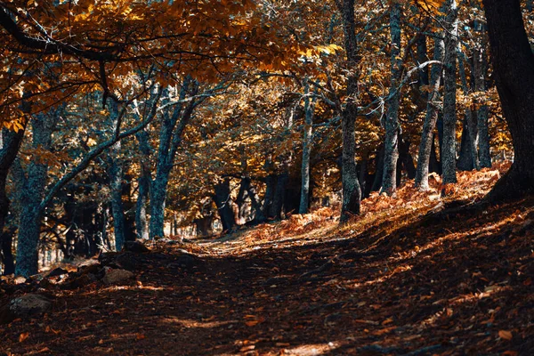 Chemin en forêt de châtaigniers d'automne en Espagne avec des couleurs chaudes — Photo