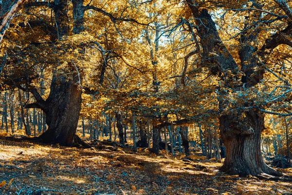 Châtaignes anciennes dans la forêt espagnole avec des couleurs chaudes — Photo