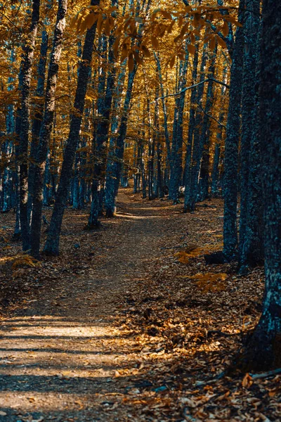 Chemin en forêt de châtaigniers d'automne en Espagne avec des couleurs chaudes — Photo