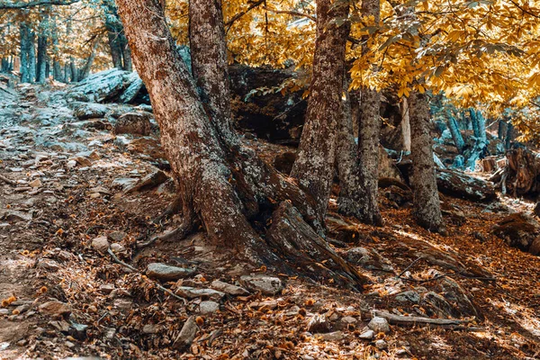 Podzimní kaštanový les ve Španělsku s teplými barvami — Stock fotografie