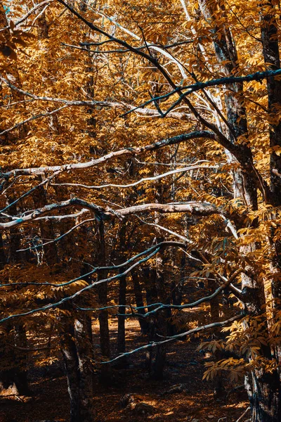 Forêt de châtaigniers d'automne en Espagne avec des couleurs chaudes — Photo