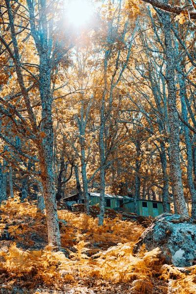 Cabane dans une forêt de châtaigniers parmi les arbres . — Photo