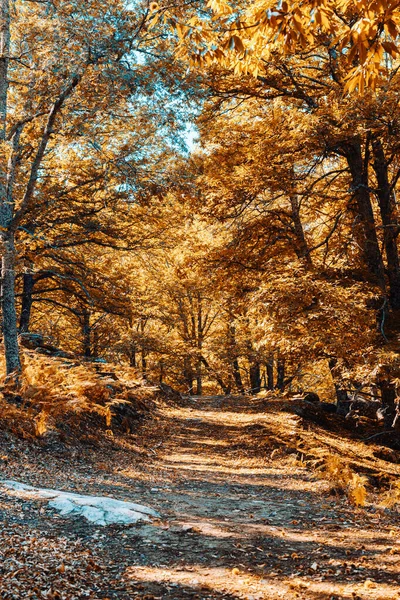 Chemin en forêt de châtaigniers d'automne en Espagne avec des couleurs chaudes — Photo