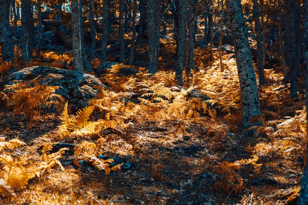 Bosque de castaños de otoño en España con colores cálidos y helechos — Foto de Stock