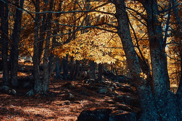 İspanya 'da sonbahar kestanesi ormanı sıcak renklerle — Stok fotoğraf