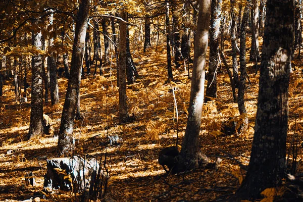 İspanya 'da sonbahar kestanesi ormanları ılık renkler ve eğreltiotlarıyla — Stok fotoğraf