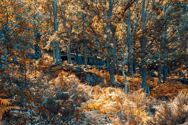 Ağaçların arasında bir kestane ormanında kulübe. — Stok fotoğraf