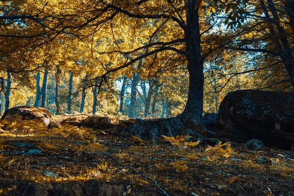 Forêt de châtaigniers d'automne en Espagne avec des couleurs chaudes — Photo