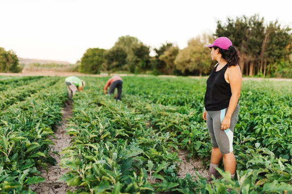 Colheita de agricultores no campo — Fotografia de Stock