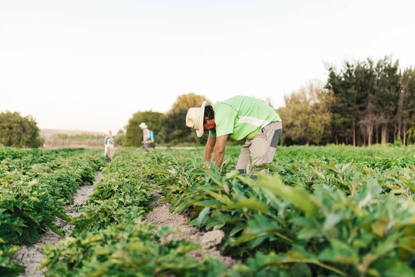 Landbouwers die in het veld oogsten — Stockfoto