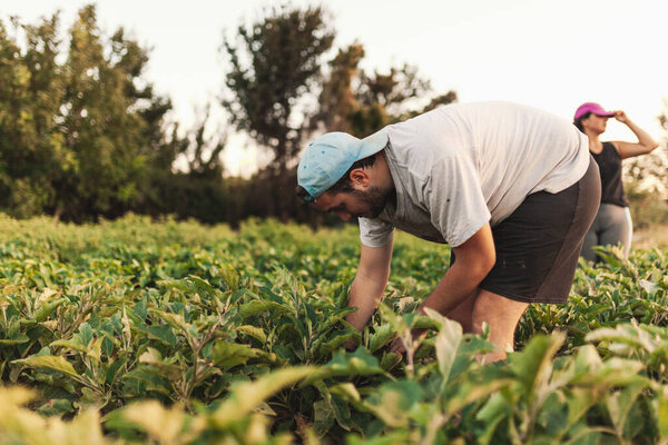 Crouched farmer harvesting in the field on a sunny day
