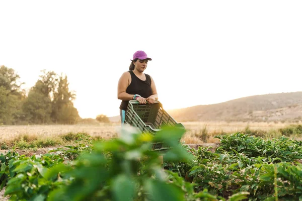 Farmer donna raccolta nel campo con una scatola — Foto Stock