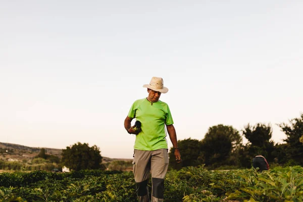 Farmers harvesting in the field — Stock Photo, Image