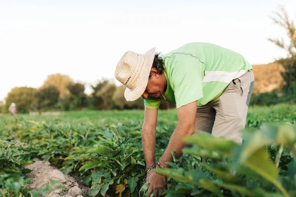 Boeren hurkt oogst aubergine in het veld — Stockfoto