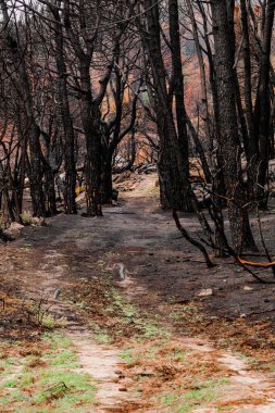 Orman yangınından sonra yanan ağaçlar.