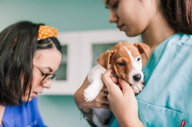 Klinikte inceleme için bir köpekle veterinerlik.