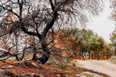 Orman yangınından sonra yanan ağaçlar.