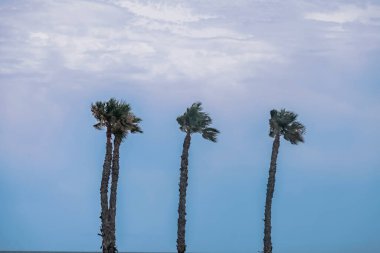 San Juan, Alicante, İspanya 'daki boş sahilde palmiye ağaçları,