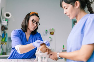 Klinikte inceleme için bir köpekle veterinerlik.
