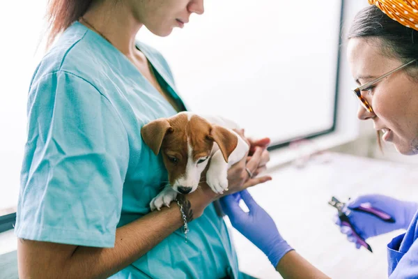 Veterinair met een hond voor een review in de kliniek — Stockfoto