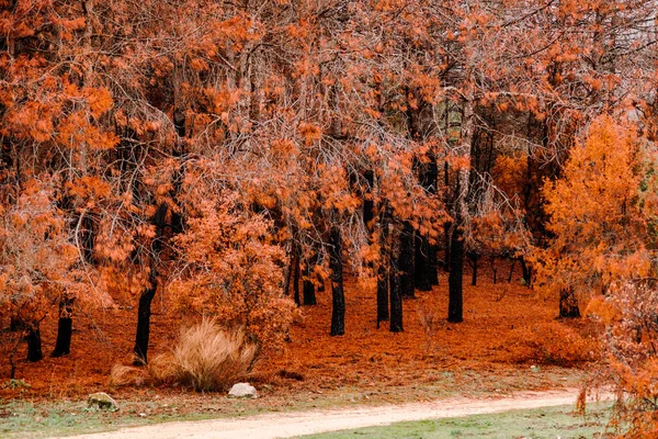 Trees after a forest fire with orange leaves burned by fire — Stock Photo, Image