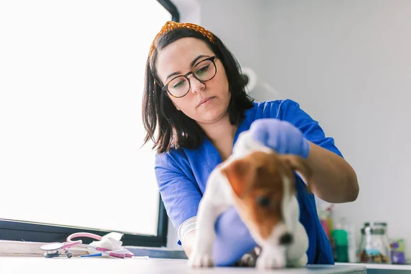 Veterinair met een hond voor een review in de kliniek — Stockfoto