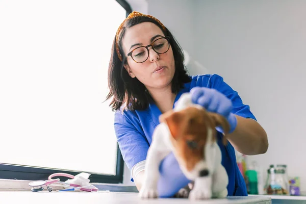 Veterinair met een puppy hond voor een review in de kliniek — Stockfoto