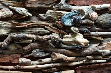 Dalgaların karaya attığı odun arka plan üzerinde ölü deniz öğelerin dramatik kompozisyon.