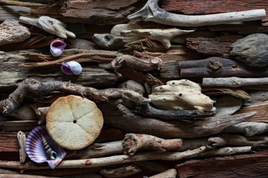 Dalgaların karaya attığı odun arka plan üzerinde ölü deniz öğelerin dramatik kompozisyon.