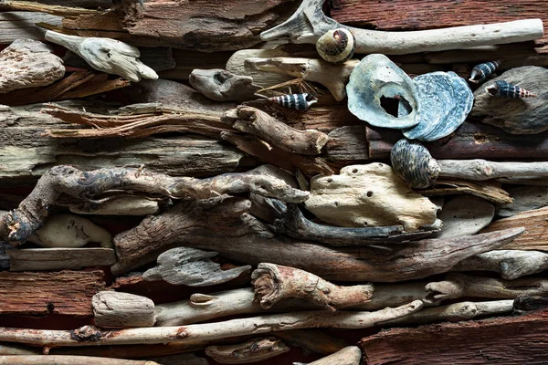 Δραματική Σύνθεση Των Νεκρών Θαλάσσιων Στοιχείων Πέρα Από Υπόβαθρο Driftwood — Φωτογραφία Αρχείου