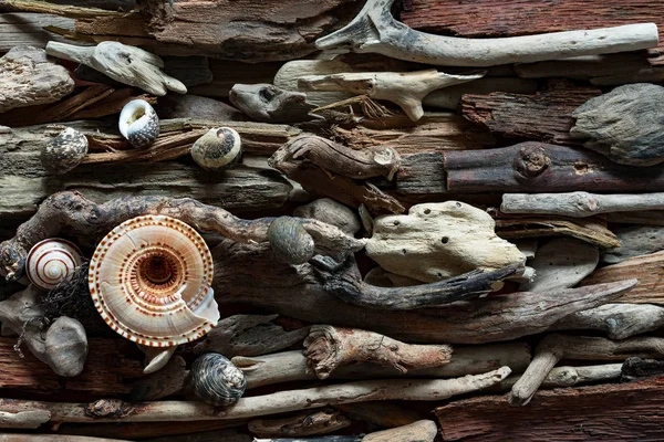 Δραματική Σύνθεση Των Νεκρών Θαλάσσιων Στοιχείων Πέρα Από Υπόβαθρο Driftwood — Φωτογραφία Αρχείου