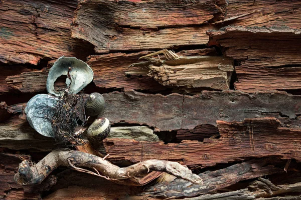Μερικά Θαλάσσια Κοχύλια Driftwood Φλοιός Φόντο — Φωτογραφία Αρχείου