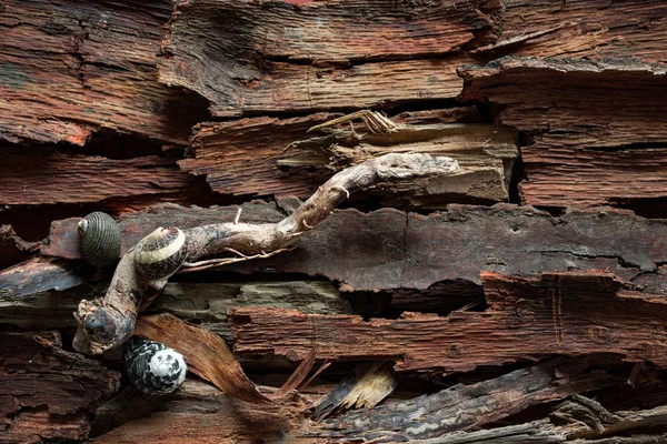 Few Marine Seashells Driftwood Bark Background — Stock Photo, Image