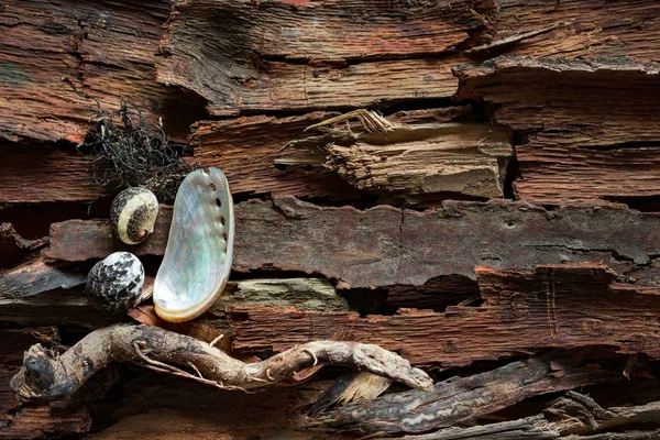 Μερικά Θαλάσσια Κοχύλια Driftwood Φλοιός Φόντο — Φωτογραφία Αρχείου