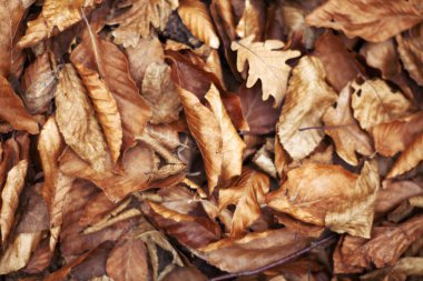 düşen kayın ağacı yaprakları.