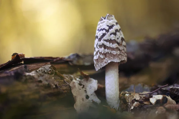 Herbstpilz Coprinopsis Picacea Wald — Stockfoto