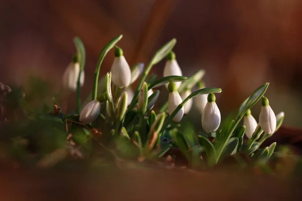 Small Snowdrop Flowers Galanthus Nivalis Spring — Stock Photo, Image