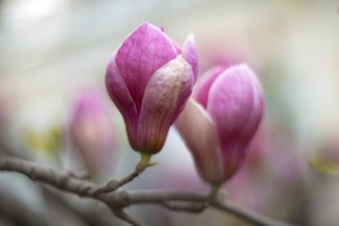 Hassas Manolya çiçek yakın çekim.