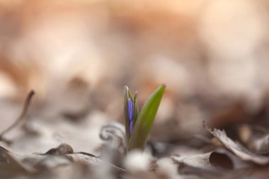 Ormanda güzel bahar çiçek (Scilla bifolia).