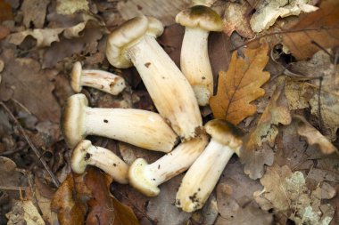 Delisious mantar - tatlım mantarı (Armillaria mellea) bir ahşap.