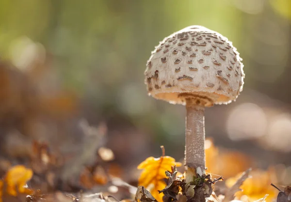 Schöner Sonnenschirmpilz Macrolepiota Procera Lepiota Procera Herbstlandschaft — Stockfoto