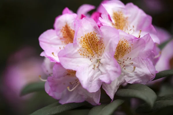 不寻常的春花 — 图库照片