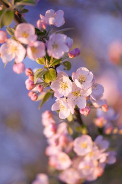 Yaratıcı soyut. Bulanık odak. Çiçekler yakın çekim.