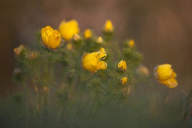 Sarı çiçek (Adonis vernalis), bahar tomurcukları.