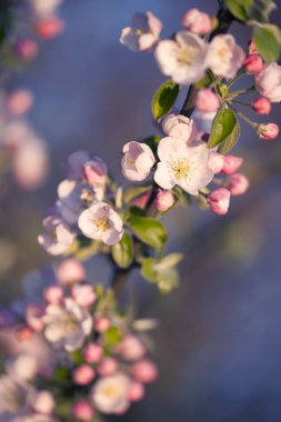 Yaratıcı soyut. Bulanık odak. Çiçekler yakın çekim.