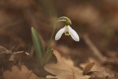 Tek kardelen çiçek bahar (Galanthus nivalis).