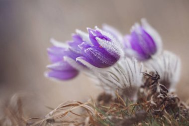 Bahar çiçeklere mükemmel Anemon (Pasque).