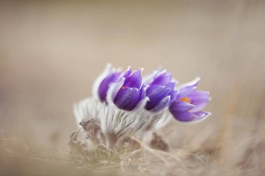 Bahar çiçeklere mükemmel Anemon (Pasque).