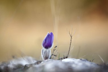 Güzel Anemon (Pasque) çiçek yakın çekim.